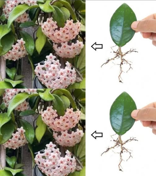 Cultivo de Hoya