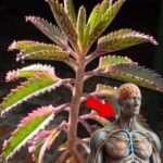 La Kalanchoe: Un Tesoro Natural en Tu Hogar