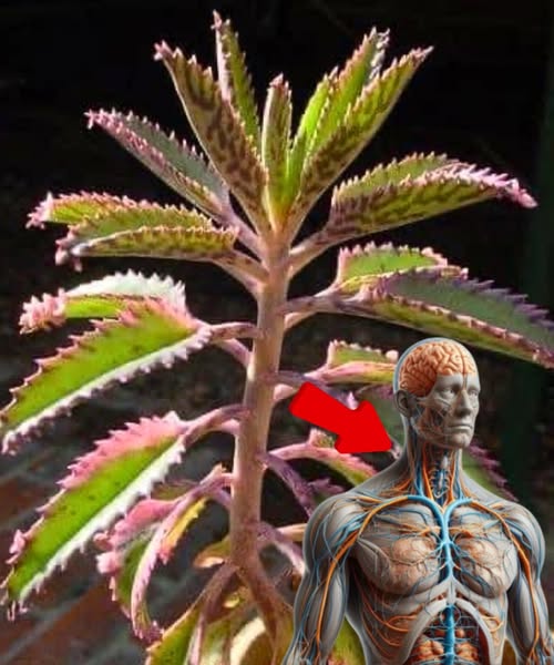 Kalanchoe planta medicinal