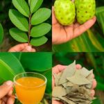 Té de Noni con Hojas de Guayaba y Laurel: Un Aliado Natural para Tu Bienestar