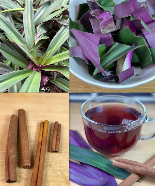 Collage de la hoja de vida y su uso en tés