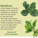 Marrubio: La Planta Medicinal que Oculta Poderosos Secretos