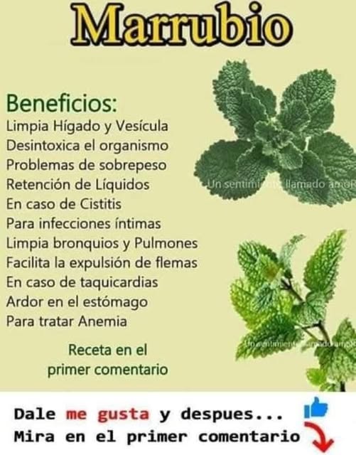 Planta de marrubio