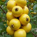 Delicia de Guayabas: Beneficios y Recetas Saludables