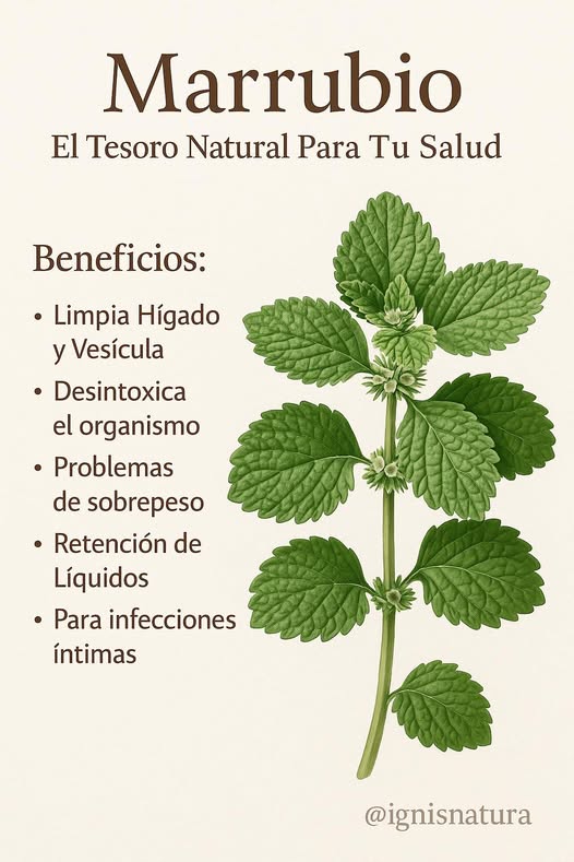 Marrubio, planta medicinal