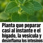 Descubre la Planta Milagrosa que Repara el Hígado y Desinflama los Intestinos