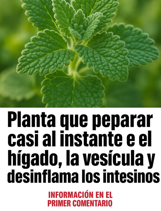 Planta medicinal que mejora la salud del hígado y los intestinos