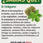 Combate 15 Problemas de Salud con Orégano: Tu Aliado Natural