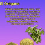 Descubre los Maravillosos Beneficios del Orégano: Un Remedio Natural para tu Salud