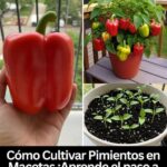 Cultivar Pimientos en Macetas: Guía Práctica para Tu Huerto en Casa