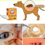 Cómo eliminar las pulgas de tu gato o perro con métodos simples y naturales