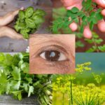 7 Hojas Esenciales para Mejorar Naturalmente la Salud de tus Ojos