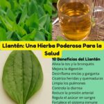 Los Poderosos Beneficios del Llantén: La Planta que Cura Todo