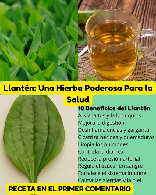Llantén: Planta Curativa