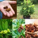 De Semilla a Especia: Cómo Cultivar Anís Estrellado en Casa