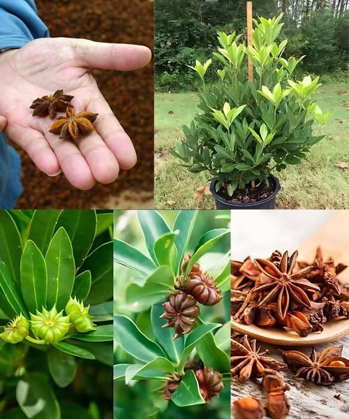 Cultivo de Anís Estrellado en Maceta