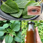 El Oreganón: La Planta que Está Transformando la Salud Ocular