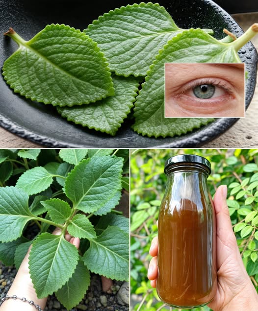 Planta de oreganón y beneficios para la salud ocular