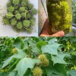 Liquidámbar: La Planta que Supera al Oro en Beneficios Naturales