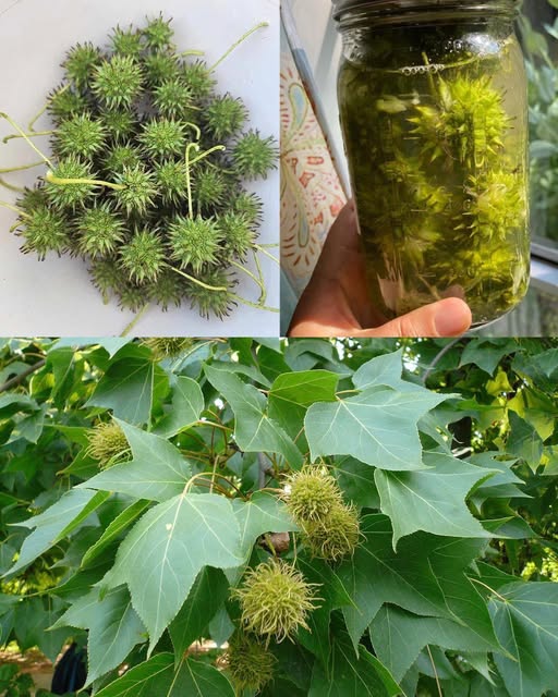 Frutos espinosos de Liquidámbar y sus preparaciones naturales