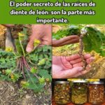 El Poder Secreto de las Raíces de Diente de León: Su Importancia en la Medicina Natural