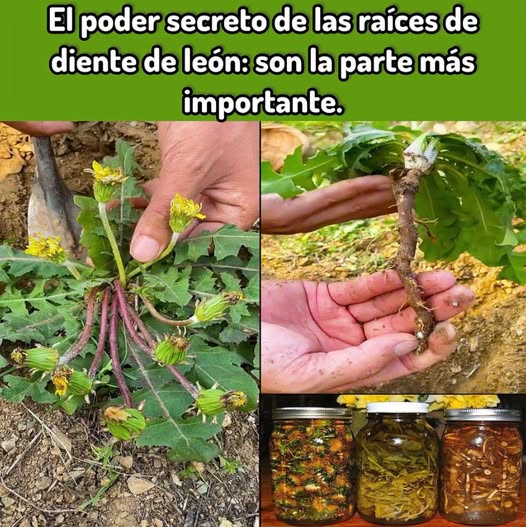 Raíz de diente de león