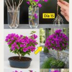 ¡Haz que tu buganvilla explote en flores con estos cuidados y trucos de poda!