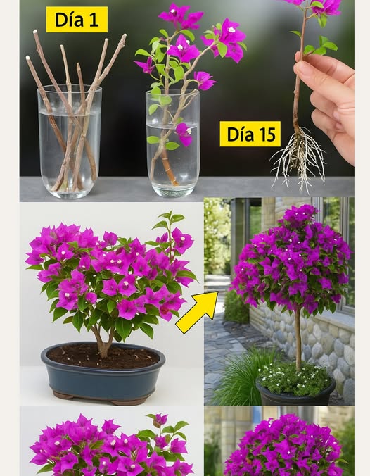 Proceso de propogación de buganvilla