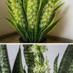 Guía Completa para Cuidar tu Sansevieria y Hacerla Florecer