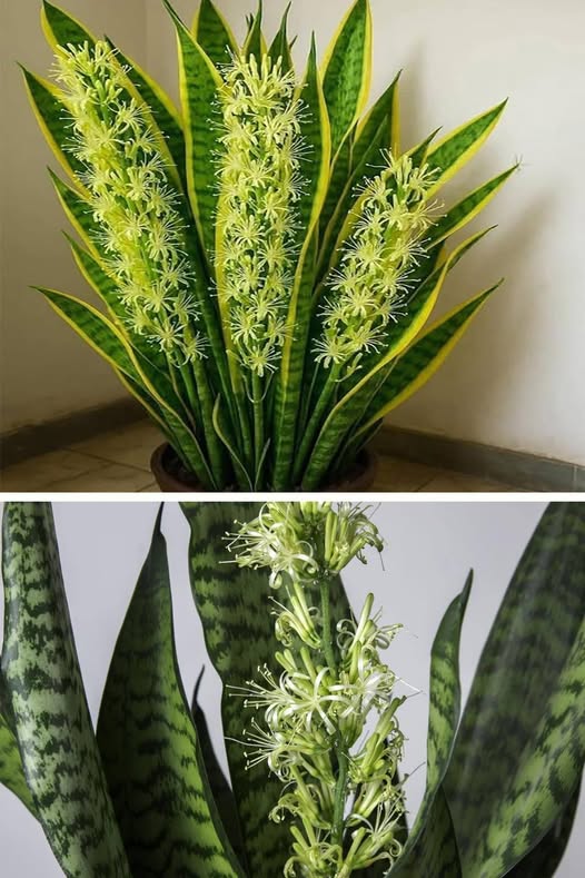 Sansevieria floreciendo