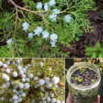 Descubre las Maravillas del Enebro: Un Tesoro Natural para tu Salud