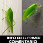 Insectos y Rock: Entre la Naturaleza y el Sonido