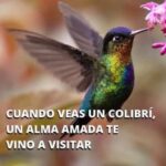 Colibríes y Rock: Un Enlace Entre Mundos