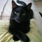 Gatos Negros y Rock: Mitos, Realidades y la Música que los Une