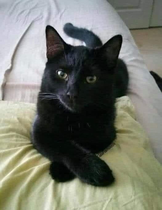 Gato Negro en el Rock