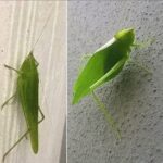 El Increíble Camuflaje del Saltamontes Hoja: Una Curiosidad Natural para Rockeros