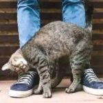¿Por qué los gatos se frotan contra nosotros? Curiosidades para Rockeros