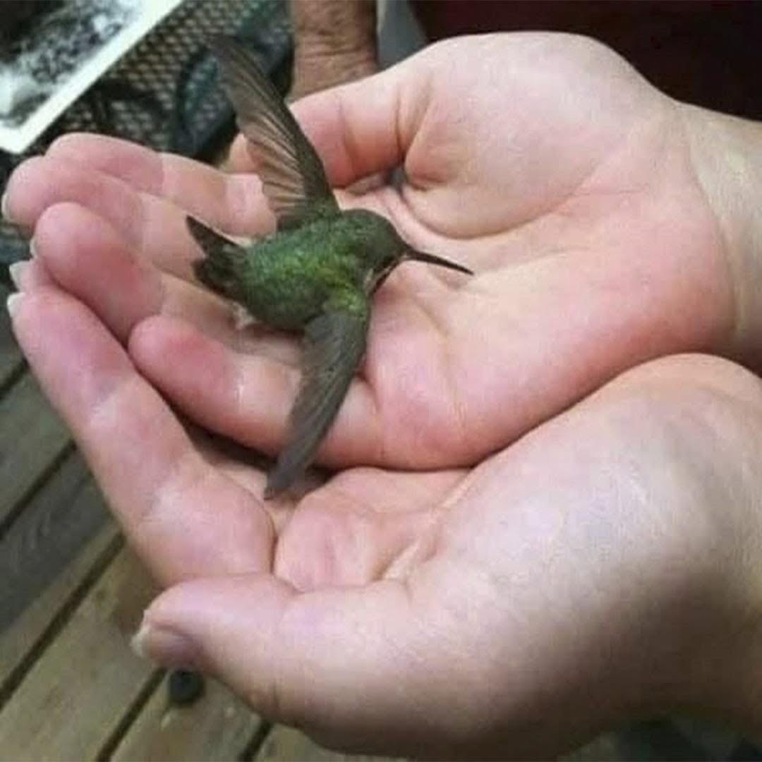Colibrí en manos de una persona
