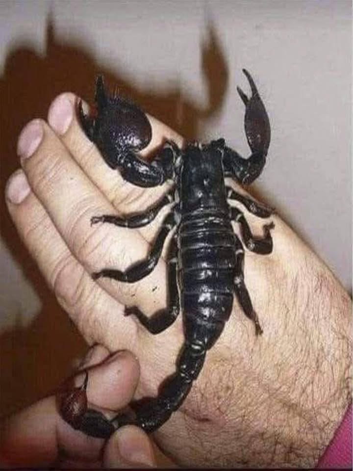 Escorpión en la mano