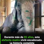 La Liberación de la Elefanta: Un Corazón de Rock en Busca de Libertad