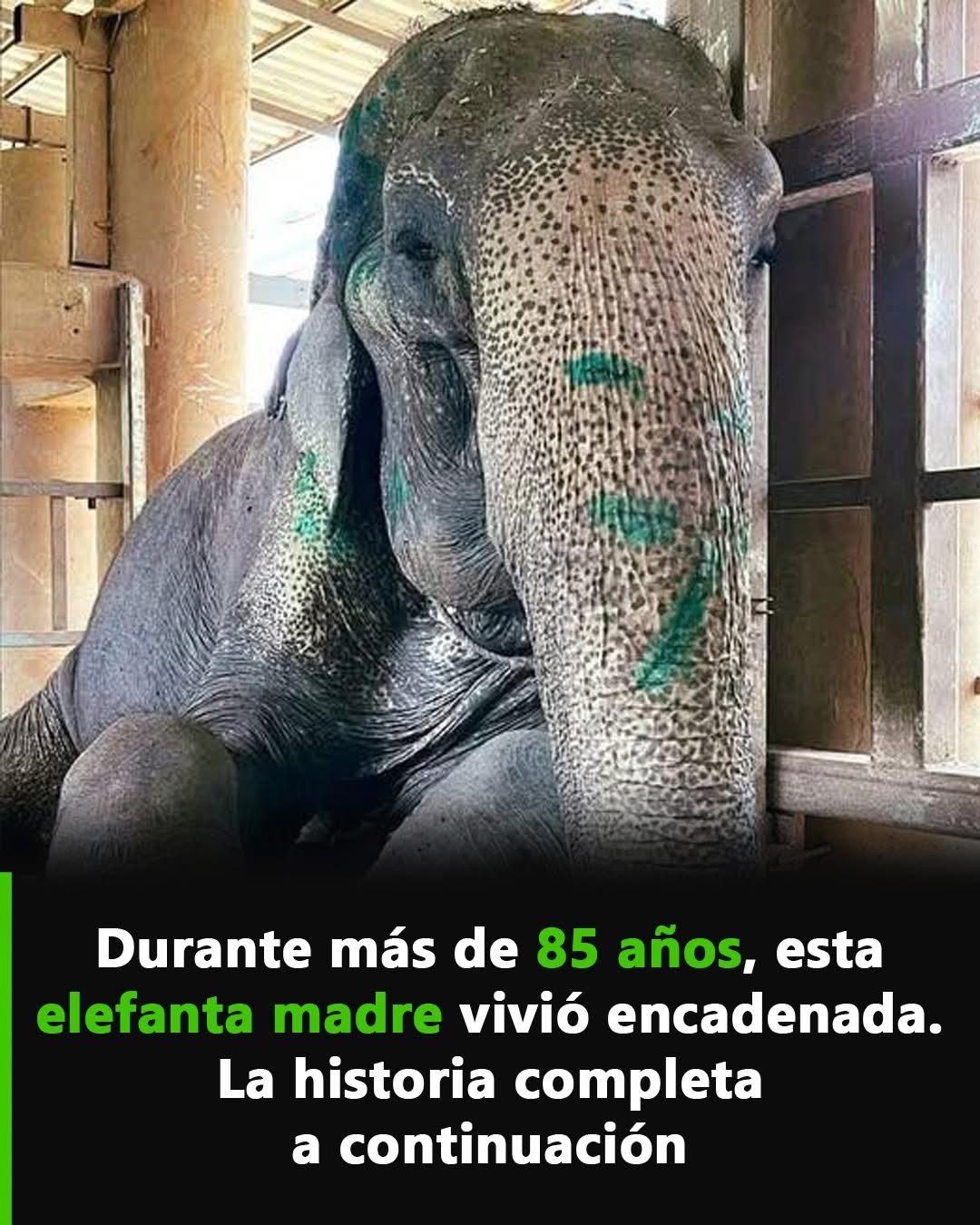 Elefanta encadenada