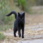 Gatos Negros y Rock: Mitos, Curiosidades y Conexiones en el Mundo del Rock