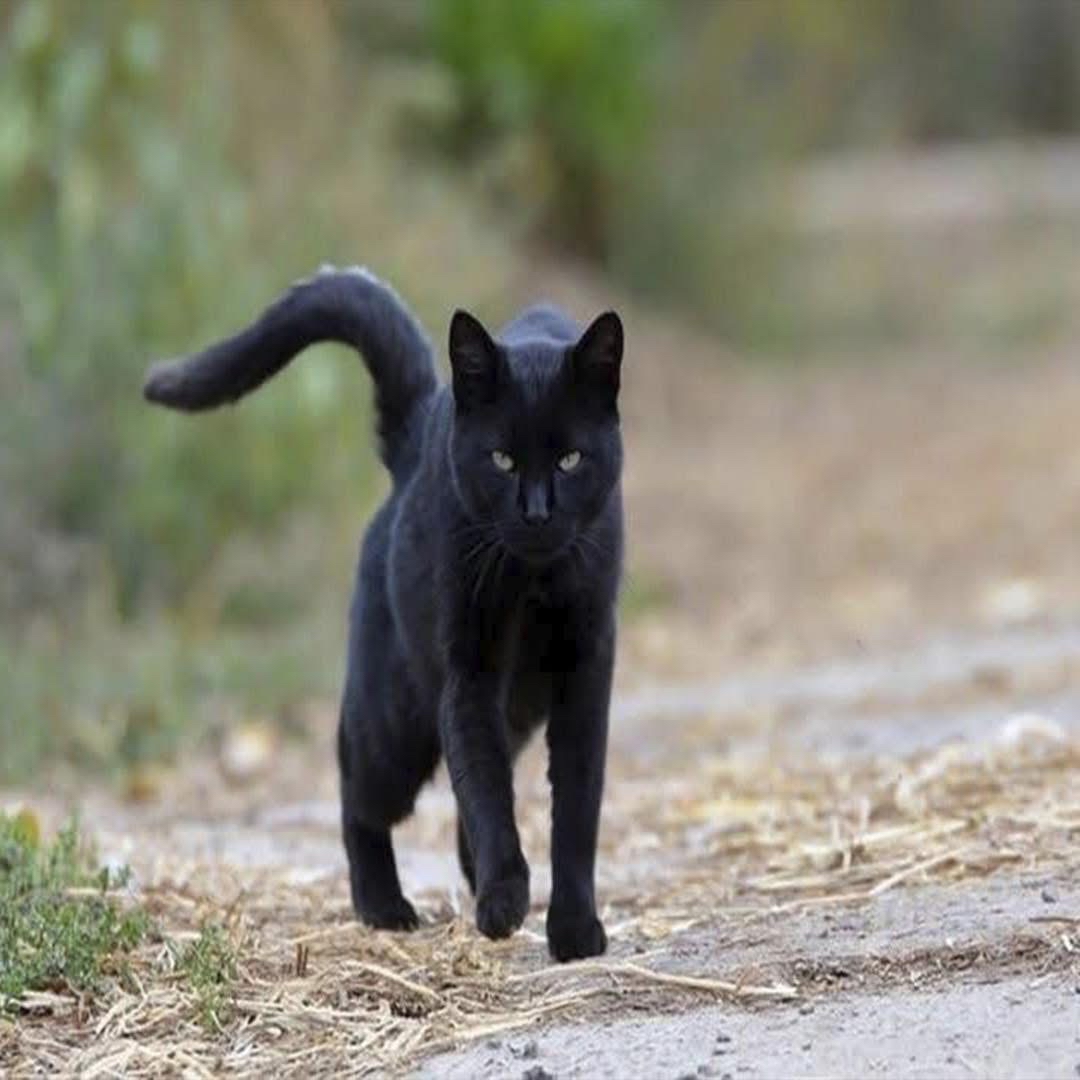 Gato negro caminando al aire libre