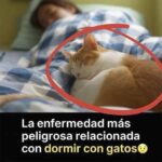 Rock y Gatos: La Enfermedad Más Grave al Dormir Con Ellos