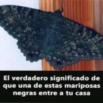 El Misterioso Significado de las Mariposas Negras en tu Hogar