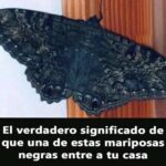 Mariposas Negras: Mensajeras del Más Allá y el Rock