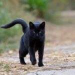 El Misterioso Encanto del Gato Negro en la Cultura Rockera