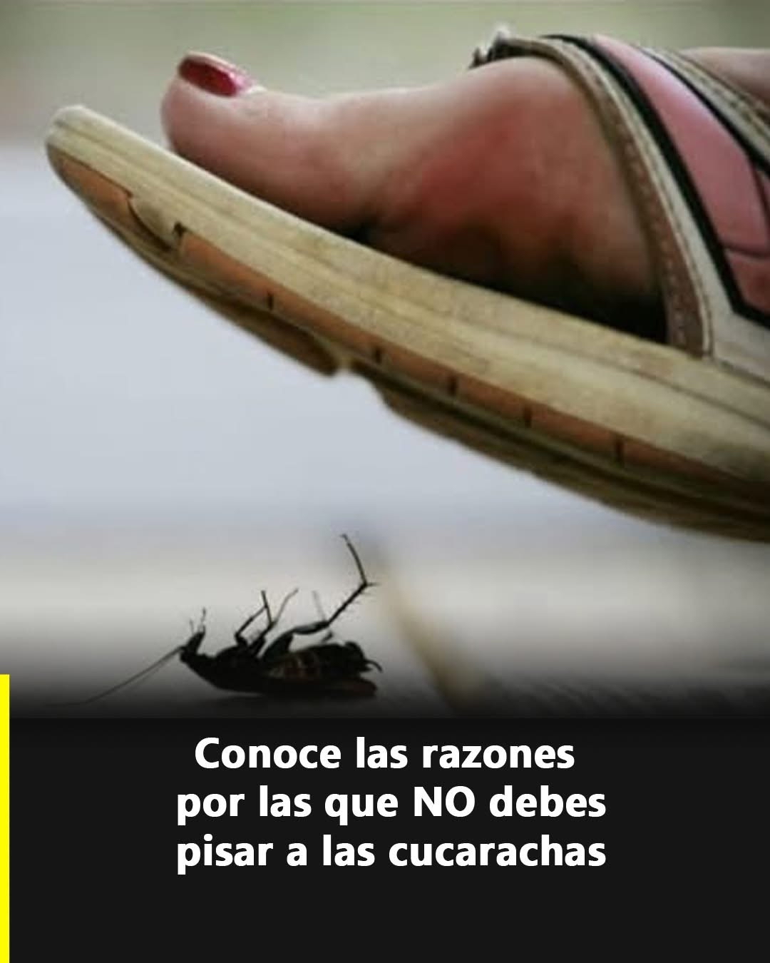 Pies a punto de pisar una cucaracha