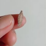 Entre Rock y Naturaleza: Curiosidades de Plantas y Insectos en Tu Hogar