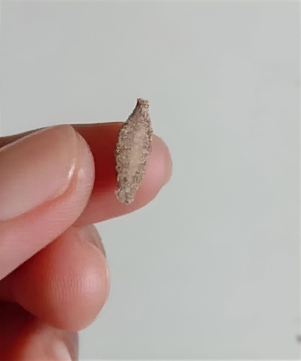 Semilla de marihuana